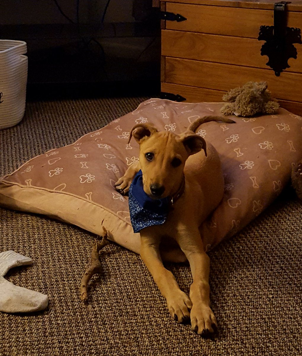 Me hurt Hoomom 😢 She fell over me and her neck and arms made her cry, me forget she is full of cancer bug and osteoporosis, she says not my fault #sad #cancer #puppy #adoptdontbuy