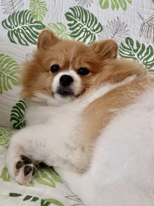 わたちゃん お昼寝してるんだから静かにしてよ の顔で見てくる わたちゃん ポメラニアン 怒った顔で見てくる 犬あるある 犬好きさんと繋がりたい