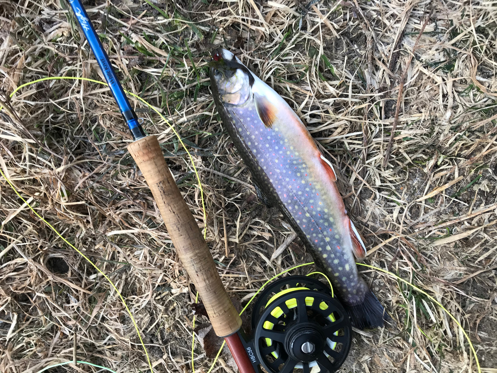 Live2FishCAN's tweet photo. Cast...Strip...Strip...SET HOOK!
#live2fish #brooktrout #flyfishing #fishing #fishinglife #fishingtrip #outdoors #fishingislife #fishingpicoftheday #northern #ontario #bigfish #gofishing #lovefishing#whatwelivefor #wetaline https://t.co/LnWTsQgpmu