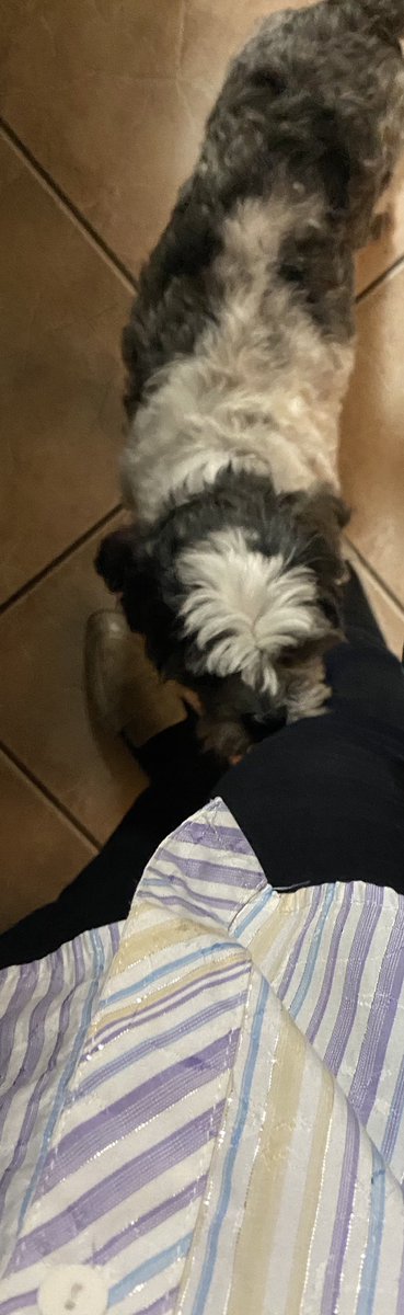paulette01234's tweet image. This Handsome Shih Tzu welcomes me. His name Sugar. 🐶 🙏🏾✍🏽 #Pwow for 🐶 Molly and #Jesus