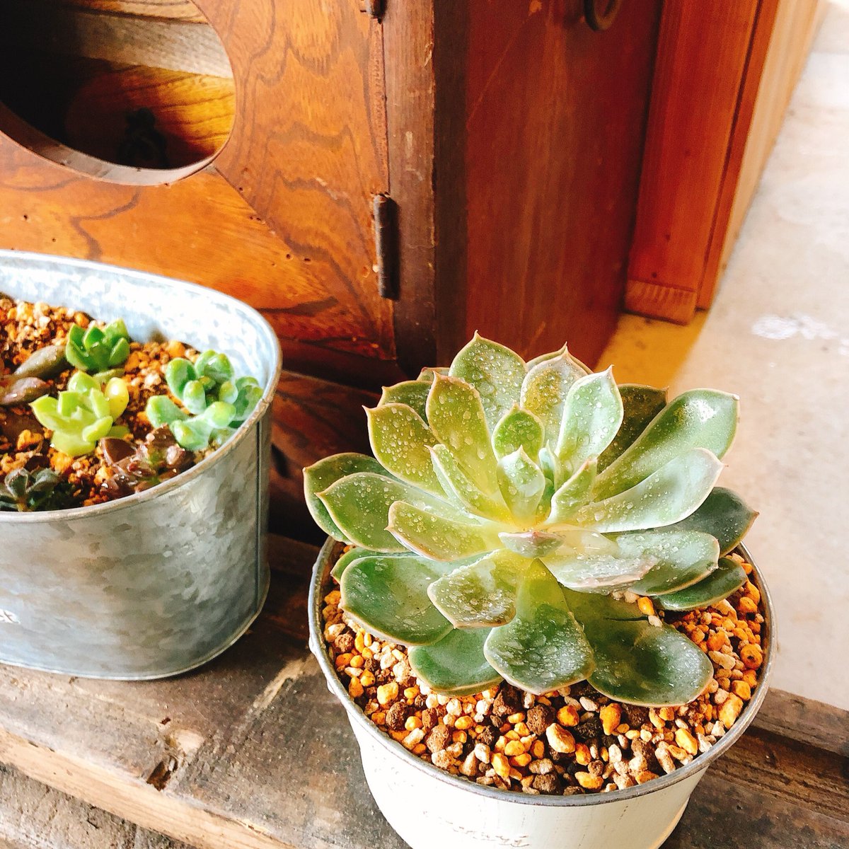 3rd Place Cafe N 山口県北部の阿武町の小さいカフェなんですが どなたか当店で多肉植物の寄せ植え教室とかして下さる先生おられませんか 私もこっそり参加したいっ 山口県 阿武町 古民家カフェ 古民家 カフェ 隠れ家 ママカフェ 多肉植物