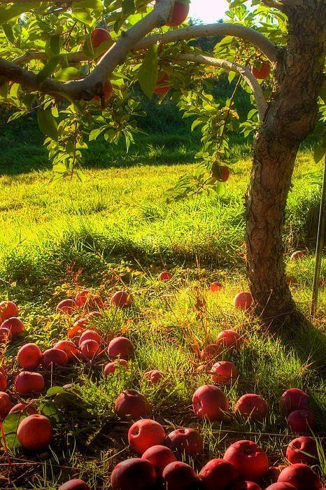 apple picking time of year...the best.

#apples #fall #appletree