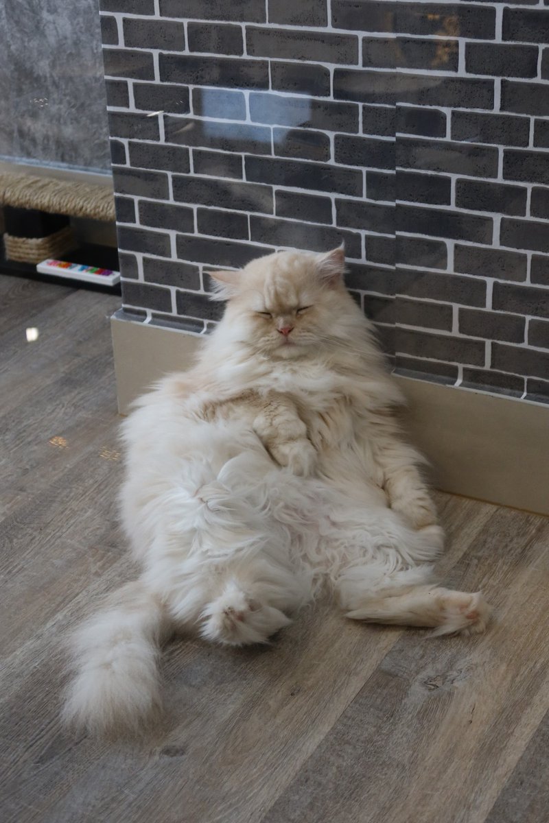qetuo1997's tweet photo. ร้านแมวอ้วนน่ารักๆอีกหนึ่งร้าน​ในบางแสน ไปตามเก็บจ้าอย่าได้พลาด​ ไก่กระเทียมอร่อยมั๊ก​ มีข้าวมีน้ำมีของกินเล่น​ ราคาดีย์ถูกใจทาสแมว💚
#catchatcafe #คาเฟ่บางแสน #บางแสน​ #รีวิวบางแสน​ #ฮาลาล https://t.co/ohSHl857yr
