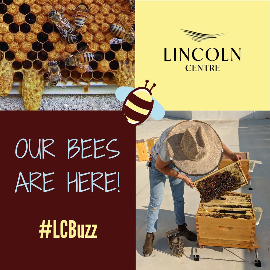 Lincoln_Centre's tweet photo. It's a BEE-utiful day at Lincoln Centre beecause our bees arrive today!
Join us for the hive installation at the north end of the west parking lot on the concrete pad.
#LCBuzz #urbanbeekeeping #savethebees #bees #beekeeping #lincolncentredallas #dfw #dallas https://t.co/JpkzLGYk44