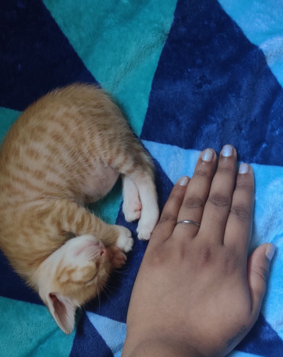 UHHH my hand was next to Chintu during a call today and HOLY SHIT...????? so smol?????