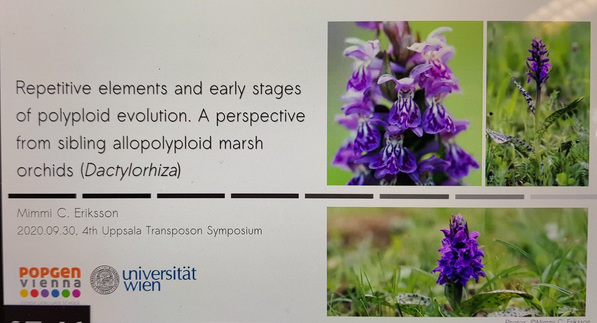 ViePlantGenom's tweet image. @CeciliaMimmi presenting right now about Repetitive elements and allopolyploidization at digital  #upptransposon2020. Oh I missed conferences...