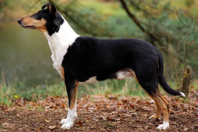 CKC4thedogs's tweet image. #CKC Featured Breed: Smooth Collies take their name from the black-faced Scottish sheep that were known as “colleys” (meaning black) and were called “colley dogs.” #SmoothCollies are loyal, trainable &amp;amp; affectionate &amp;amp; are known to be excellent with children ow.ly/e5wi50BEZYf