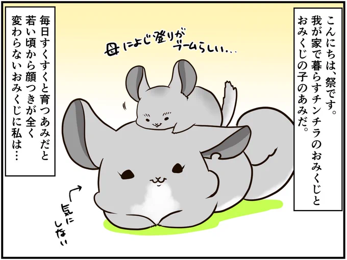 チンチライフ!更新されてます～?今回はあみだがやらかし!続きはURL? チンチラ#chinchilla#漫画が読めるハッシュタグ #エッセイ漫画#ペット 