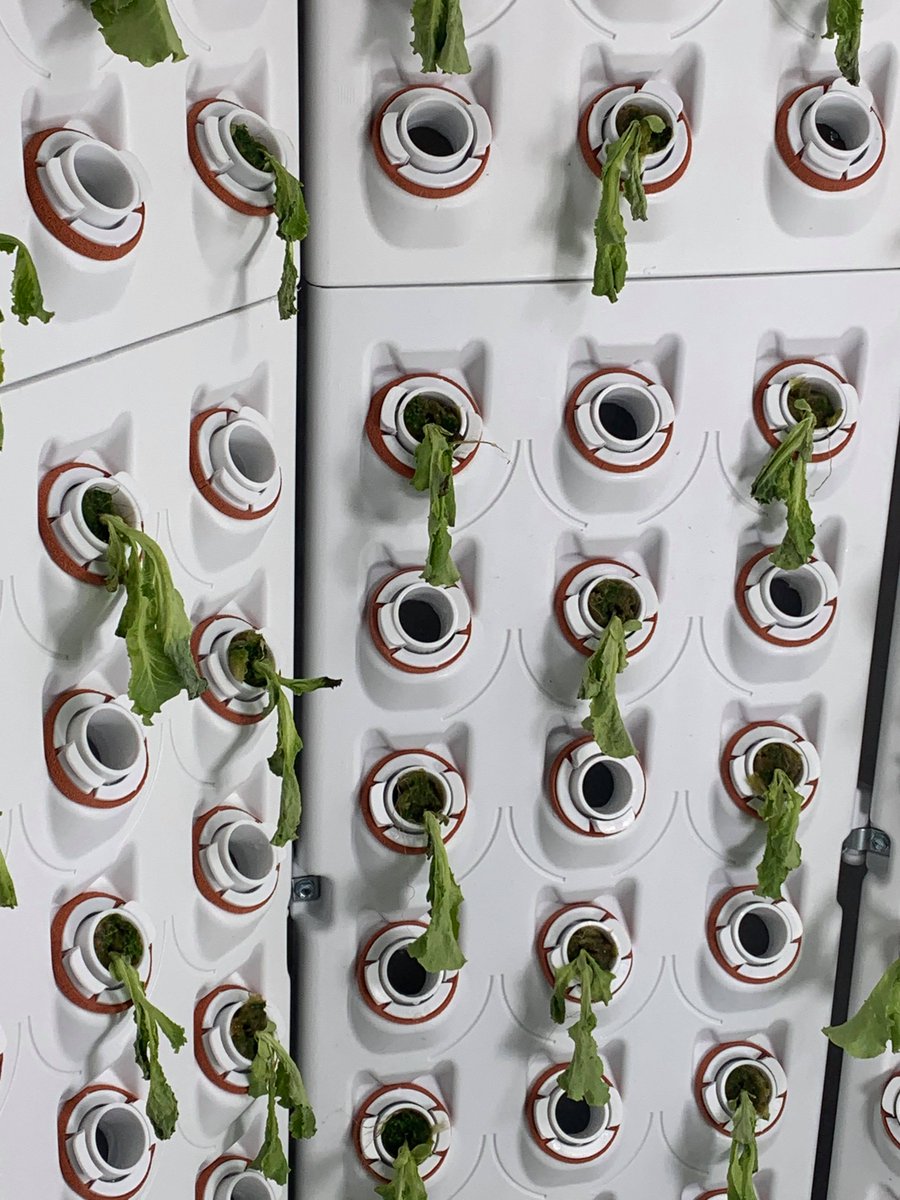 grow_it_forward's tweet photo. A lesson in patience and persistence. We were told to throw them out and start over, but hoped that they'd bounce back over the weekend of Sept 12th. We're so glad we did! We're growing a fresh new future at Grow It Forward with little help from our friends @ForkFarms! https://t.co/hF8zesiS1h
