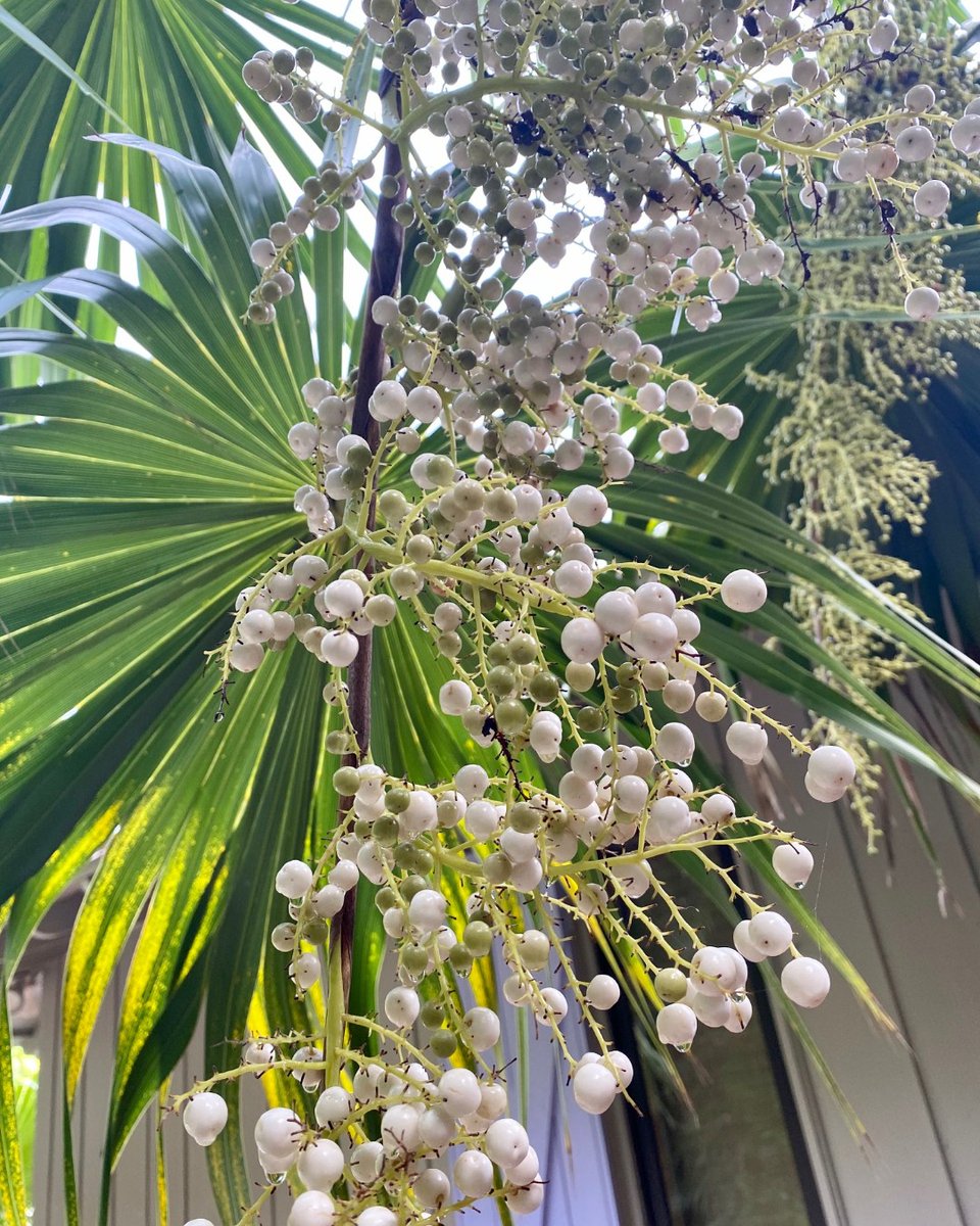 OurCaptivaLLC's tweet photo. It's a glorious cool morning on Captiva, 74 degrees!  I love to see the palm trees in bloom. This one is at our Bali Hi estate.
#balihiestate #palmtrees #ourcaptiva #FloridaInFall https://t.co/HvtkfPuzNE