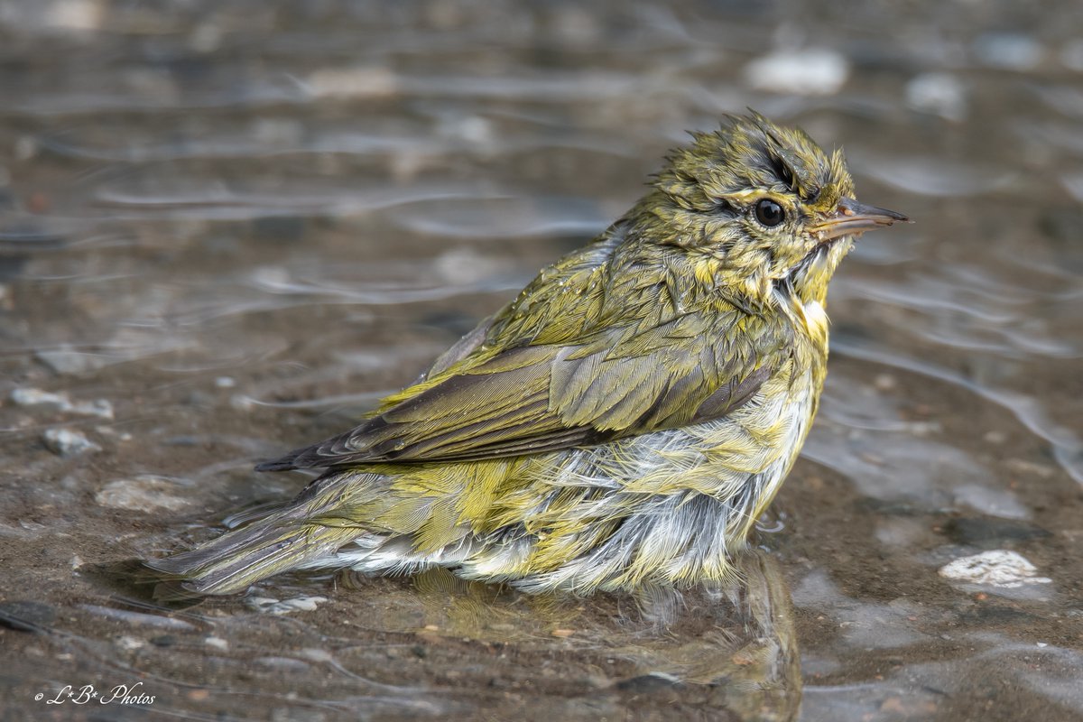 Lorr333's tweet image. Loving this cute #TennesseeWarbler soaking wet after just finishing a bath :) Tennessee Warbler #birds #warblers #birdphotography #birding #nature #TwitterNatureCommunity #Montréal  #Québec #Canada 
@audubonsociety @NatGeo @Natures_Voice @ThePhotoHour @BPQBirdsighting @ilwarblers