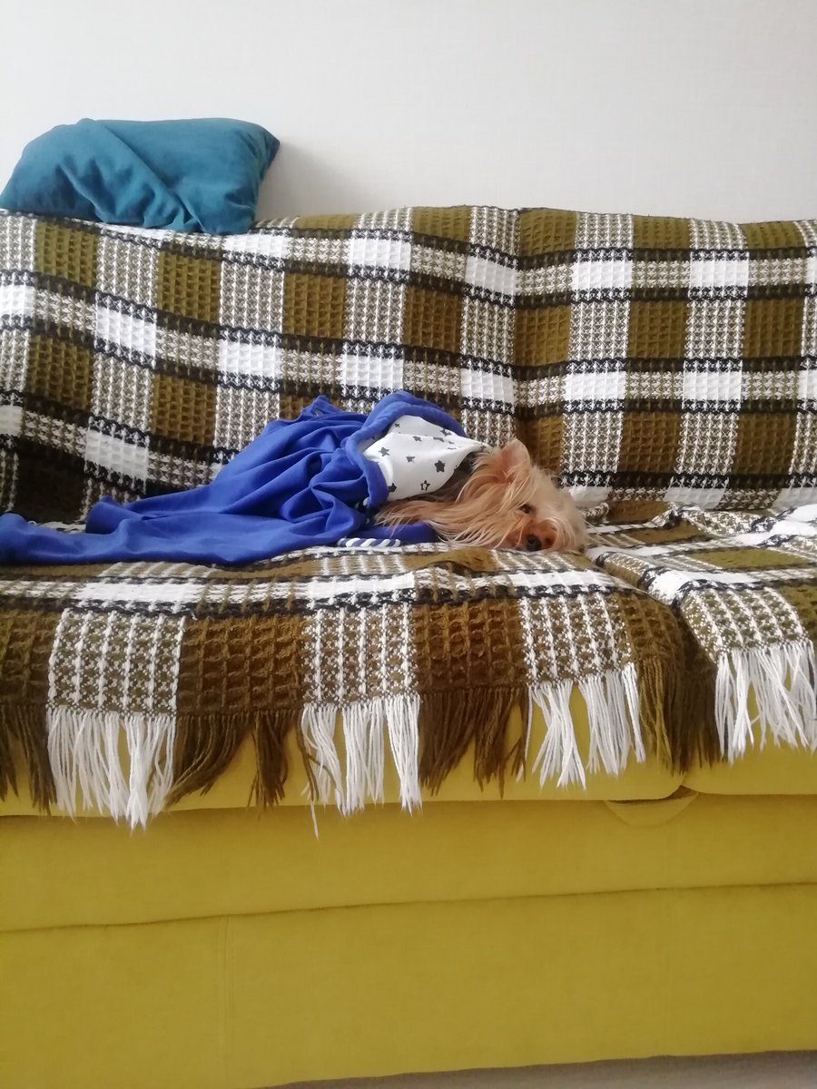 Stupid_Poetry's tweet image. #modpolive as we&apos;re starting, a sweet baby boy Keks here being also interested in poetry, I guess?