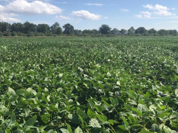 BioceresCropS's tweet photo. Our #HB4® soybeans getting in to the final countdown for harvest in US! Jonesboro, Arkansas.

#HB4Technology #Soybeans #Harvest #agtech https://t.co/tmqUxXH0tr