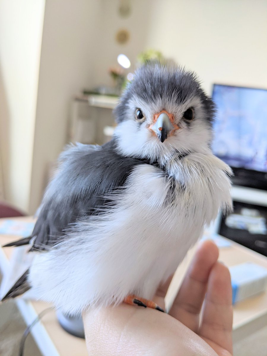 ピグミーファルコンのナッツ アナタ秋になってからモフみが強くなりましたねえ ブーフジャーキー付きです ピグミーファルコン Pygmyfalcon