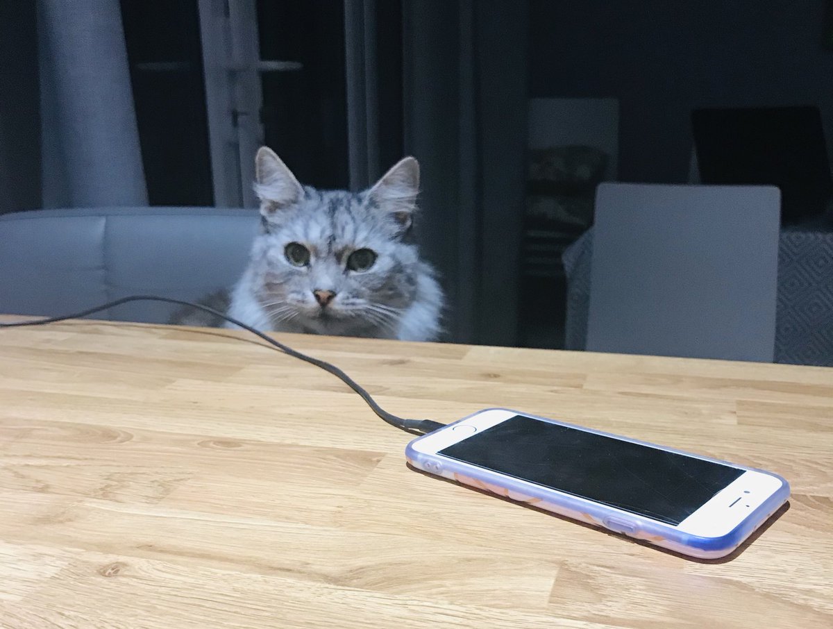 This is Bobby. He’s a teacher. This is his wonderfully tidy desk at 8 am on Monday. Bobby knows very well that tidying his desk was a futile exercise. #catteachers
