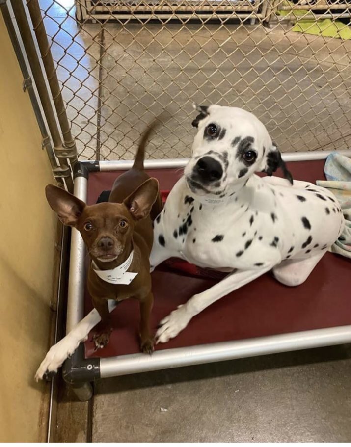 dippythedally's tweet photo. My kennel report card stated I was 100% a wiggly boi https://t.co/gepMO3rtEa