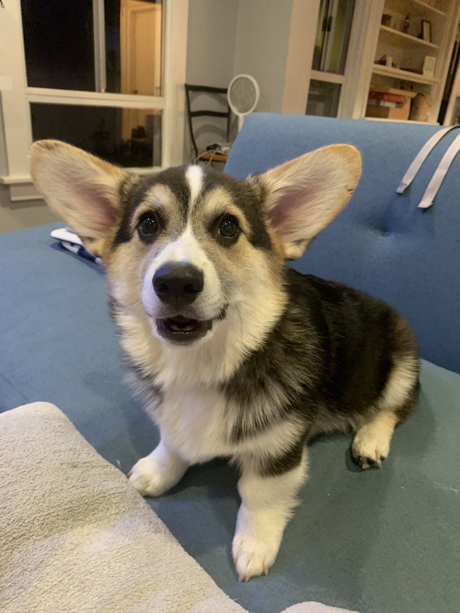 Urgent Care (@urgentcarepod) on Twitter photo do you have... questions?! Motra and Jiel have... answers!(?) Call us at 323-334-0371 or email urgentcarepod@gmail.com!
we will HELP U! or at least help you lol (lol)
here is a clickbait pic of Wally! do you have... questions?! Motra and Jiel have... answers!(?) Call us at 323-334-0371 or email urgentcarepod@gmail.com!
we will HELP U! or at least help you lol (lol)
here is a clickbait pic of Wally!
