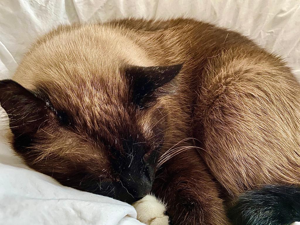 ADHSmax's tweet photo. R.I.P. Leo https://t.co/ToHFYlmwMu