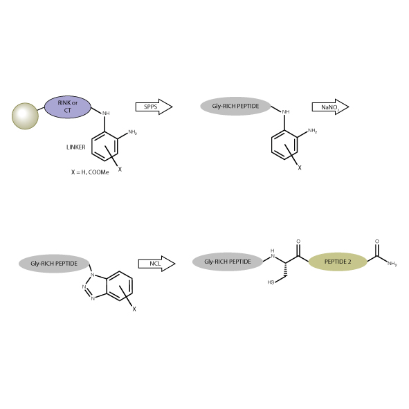 Wiley_Chemistry's tweet photo. In #Peptide #Science: Synthesis of C‐terminal glycine‐rich o‐aminoanilide peptides without overacylation for use in benzotriazole‐mediated native chemical ligation by Fernando J. Ferrer‐Gago & Li Quan Ko
https://t.co/y4As3lmyVo
#chemistry #NativeChemicalLigation #synthesis https://t.co/Ju5Ik99qO3