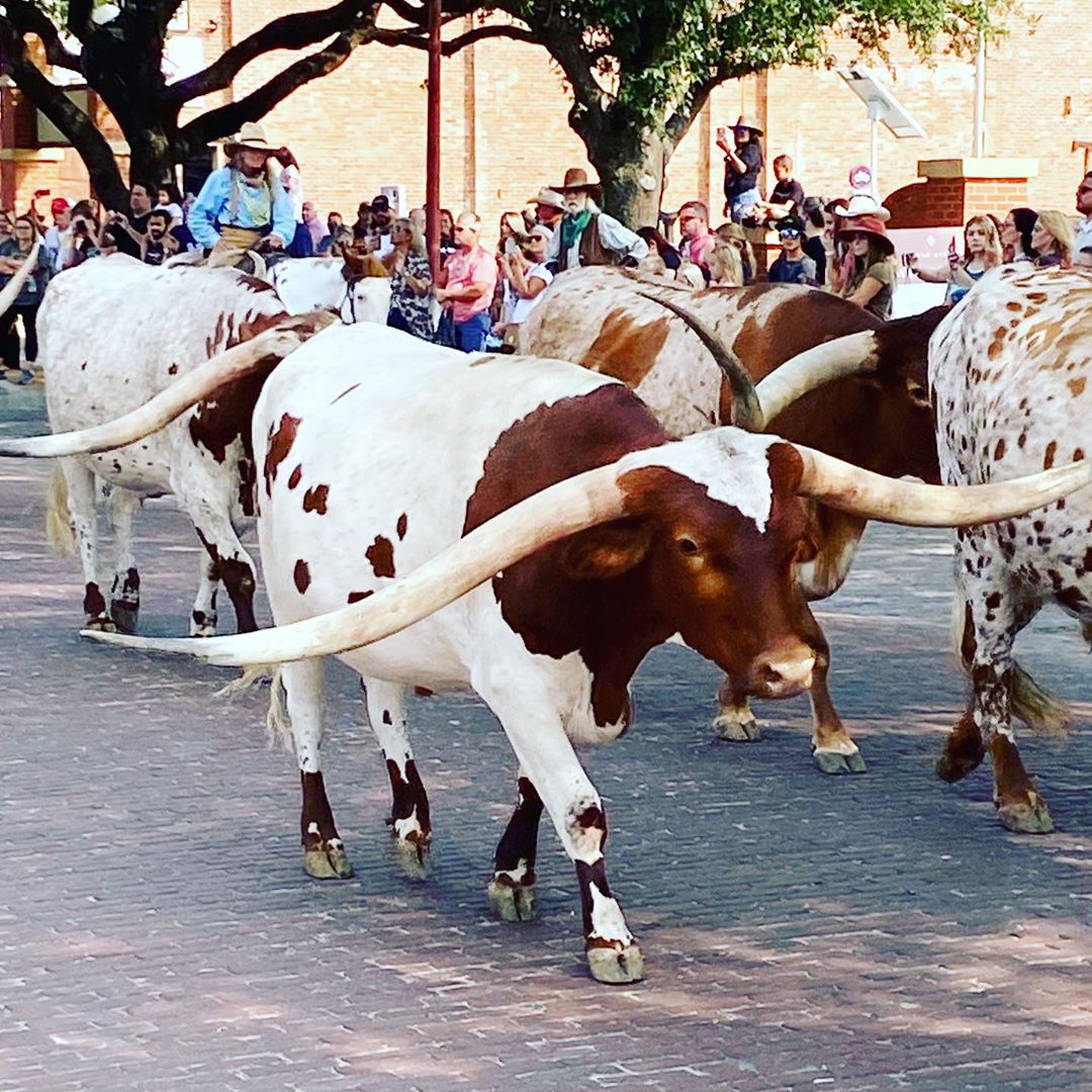 fwsystation's tweet photo. Welcome to Cowtown, where this is a twice-daily occurrence! 🐂

Come on down &amp; check out the Fort Worth Herd: https://t.co/0d1UnmHAlf
📷: @jacqueferris2 https://t.co/JkUuGzKS6d