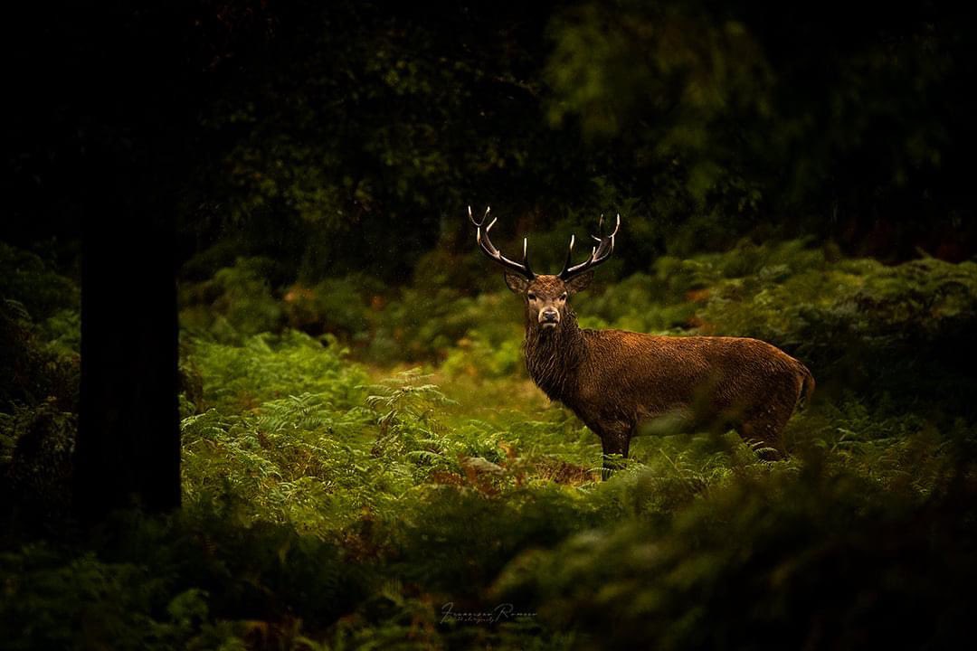 fromerofoto's tweet photo. L O N D R E S // "La luz que me guía"

Este año no será posible pero el próximo habrá que plantearse volver. 

@SigmaPhotoSpain #sigma150600sport @BenroTripods @Foto_Tecnica @CanonEspana #1dxII https://t.co/ZLVASnGvcS