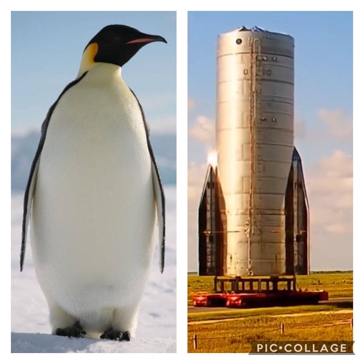 mikoske's tweet image. Dear @elonmusk, are you trying to mimic a penguin? SN8 needs more color!