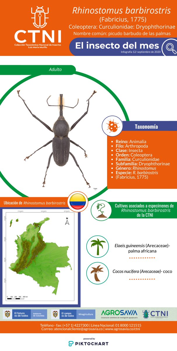 ATALinkata's tweet photo. #CTNI🐞| #ElInsectoDelMes | Nuestro protagonista de septiembre es el Rhinostumos barbirostris o Picudo barbudo de las palmas, una coleóptera bastante particular.
👩💻Visita la Colección Taxonómica de Insectos en https://t.co/snxE8DVBrj y participa en: https://t.co/MMkY62s0Sz https://t.co/wmrhGwsLxi