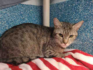 PetfindToronto's tweet photo. #DANFORTHAVE #EGLINTONAVEE Pls RT2unite #FOUND #CAT-9/28 #Toronto Animal Services A871899 #EAST 416-338-7539 BRN TABBY DSH/F/?Age https://t.co/BwXDLHYx4Q