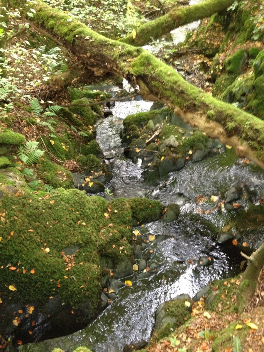 confusionrains's tweet photo. Wild and watery.... https://t.co/fXmjNYc8en