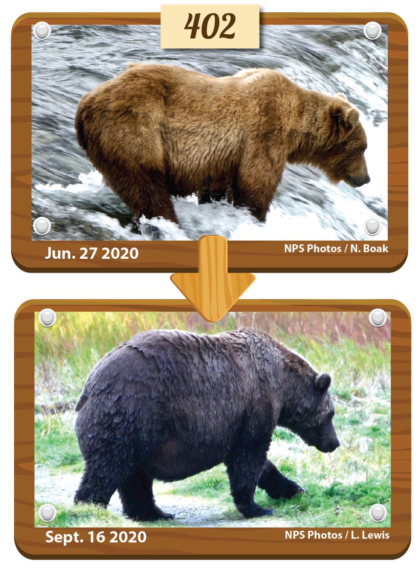 KatmaiNPS's tweet photo. The second matchup of #FatBearWeek is a familial fight to the finish, as the fledgling 812 faces off with his famed multitasking mom 402. Can 812's learned fishing skills propel him to the finish line, or will 402’s mom-entum make her a winner?

Vote Here: https://t.co/NvXCYNigTJ https://t.co/cvy6q18Arz