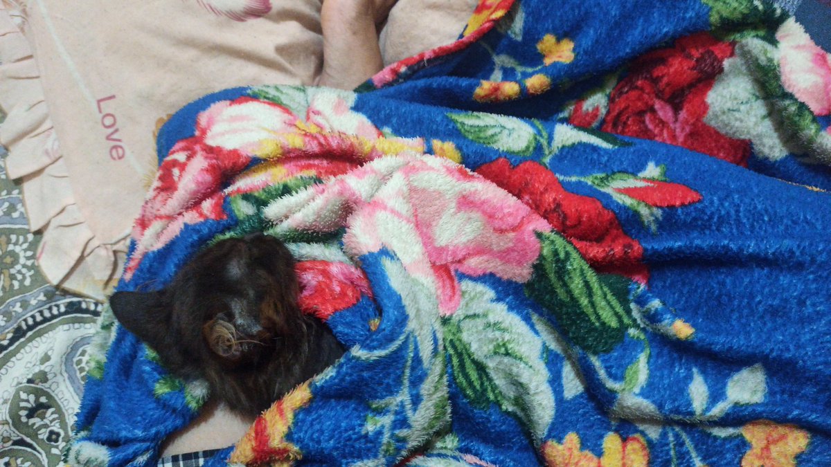 CatMamed's tweet photo. ade bolu di abuse bapack bapack preman 😭, sampe malem masih shock kayanya, rewel banget dia ga kaya biasanya https://t.co/g6hFwm1Tu9