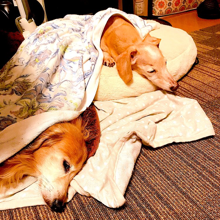 さてこ 動物なんか飼うもんじゃないよ って社長に言われたけど 犬2匹飼ってて 数年前1匹虹の橋渡り ペットロスになりかけ 新しい家族2匹迎えてるので 精神的な辛さや医療費もわかってての言葉 さてこ 動物なんか飼うもんじゃないよ って社長に言われたけど 犬2匹飼ってて 数年前1匹虹の橋渡り ペットロスになりかけ 新しい家族2匹迎えてるので 精神的な辛さや医療費もわかってての言葉