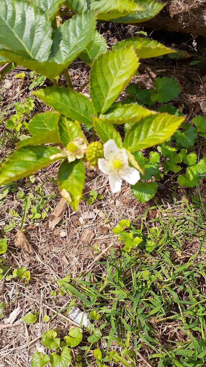 DecaturGreenway's tweet photo. Blackberries spotted at the foot of the slope☀️🌿 Visit the EDG to see the brambles in person! https://t.co/HbIQ5DtRcs