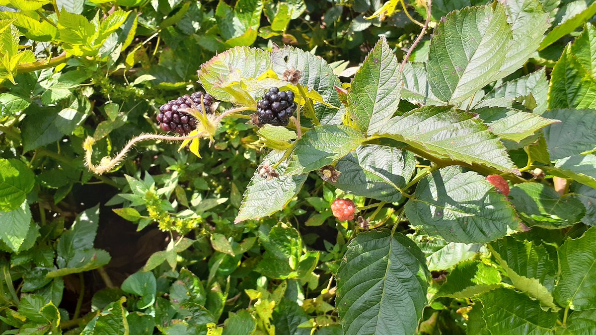 DecaturGreenway's tweet photo. Blackberries spotted at the foot of the slope☀️🌿 Visit the EDG to see the brambles in person! https://t.co/HbIQ5DtRcs