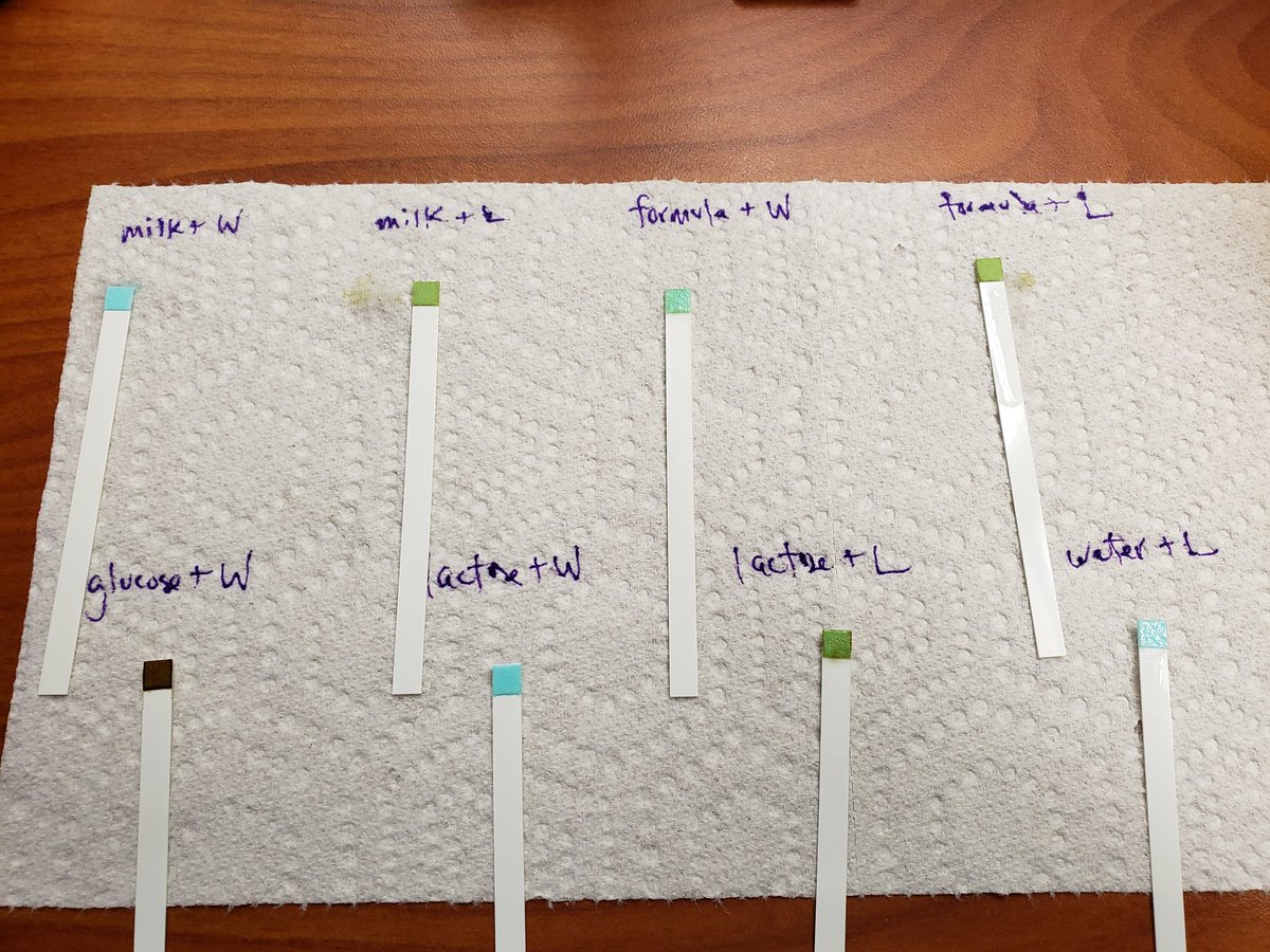 UHS AICE Bio students exploring the enzymatic activity of lactase. A document cam enabled all students to watch me complete the lab with them in real time, remote students serving as my virtual lab partners. #ItsAllAboutTheASE <a href="/UHSTitans411/">Titans News NeTwork</a> <a href="/VCSscience/">VCS Science Office</a> <a href="/CarolinaBio/">Carolina Biological</a> <a href="/CambridgeInt/">Cambridge International Education</a>
