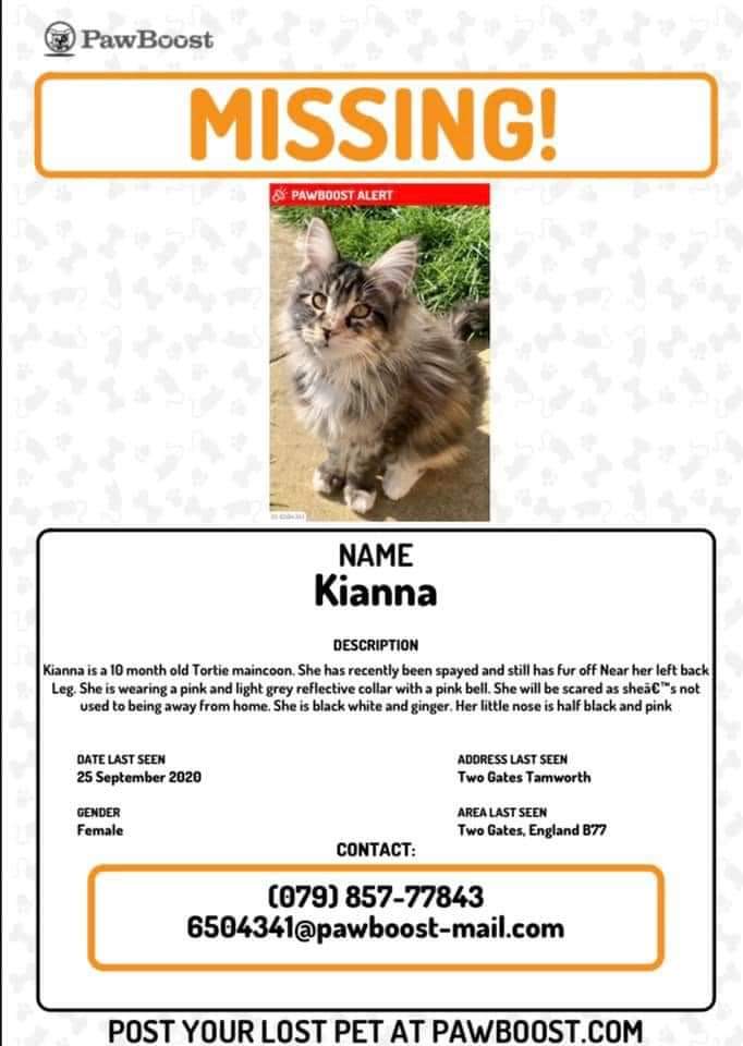 AlanDaffern's tweet photo. #Missing Kianna 10 month old #Tortie #Mainecoon
Last seen 25th September 2020
Grazier Avenue #TwoGates #Tamworth #B77
#Spayed & #Microchipped
Wearing pink/light grey reflect collar with bell
Any info please call 07723-607-630
https://t.co/eeYVmHCXTq
#lostcat #westmids #reward https://t.co/esyXchM2dg