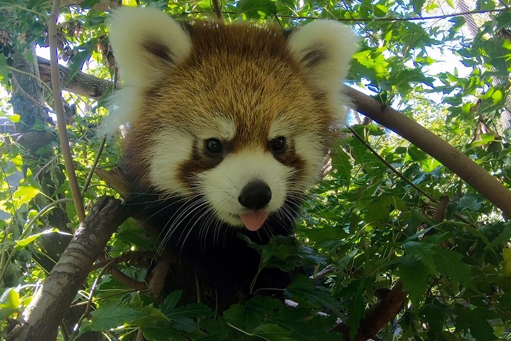 OregonZoo's tweet photo. He's the son of two of the greatest blepsters of all time https://t.co/OFVIbrLDgM