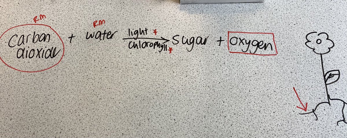 LornshillSci's tweet photo. Photosynthesis starter task! π§ππ±
π the raw material gas
π² the gas product
*οΈβ£ the essential requirements
β‘οΈ where water enters the plant
RM all the raw materials
Writing on the desks always goes down well!
#activelearning #bellringertask #startertask https://t.co/tjfrzfc85k