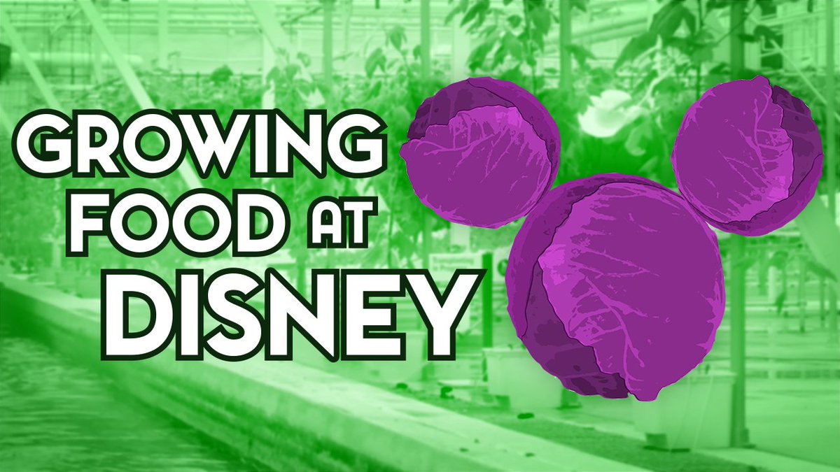 Today on the channel we're taking a look at just how much food is typically grown at the greenhouse at Living with the Land, and what that amounts to in the big picture at Disney World! youtu.be/wbn7Hk6Htzo
