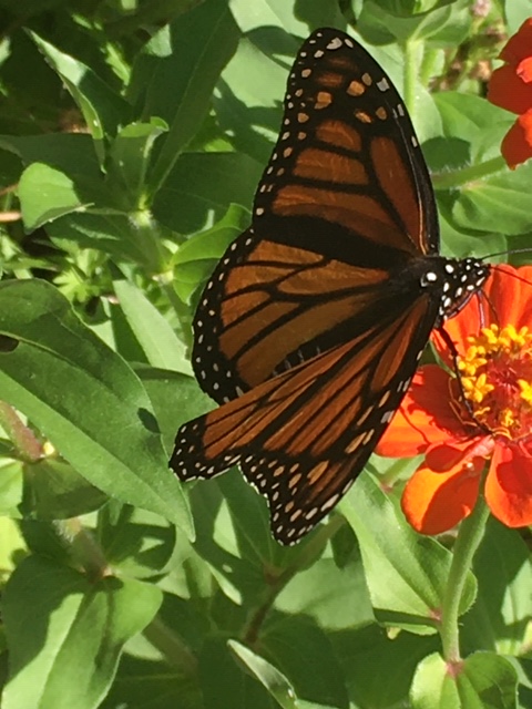 UAPhysics's tweet photo. From Dr. Kasbarian for #UALive #themonarchsarehere! #pollinatorgardenatwork https://t.co/hORv2J6ysM