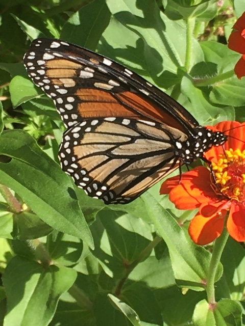 UAPhysics's tweet photo. From Dr. Kasbarian for #UALive #themonarchsarehere! #pollinatorgardenatwork https://t.co/hORv2J6ysM