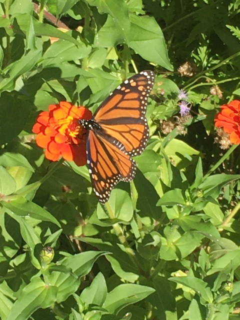 UAPhysics's tweet photo. From Dr. Kasbarian for #UALive #themonarchsarehere! #pollinatorgardenatwork https://t.co/hORv2J6ysM