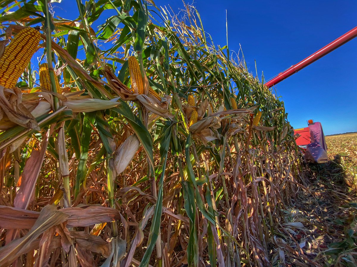 blakepoppefarms's tweet photo. Impressed with the DKC61-40!! #myfarm #myyield https://t.co/QutWIM1NtR