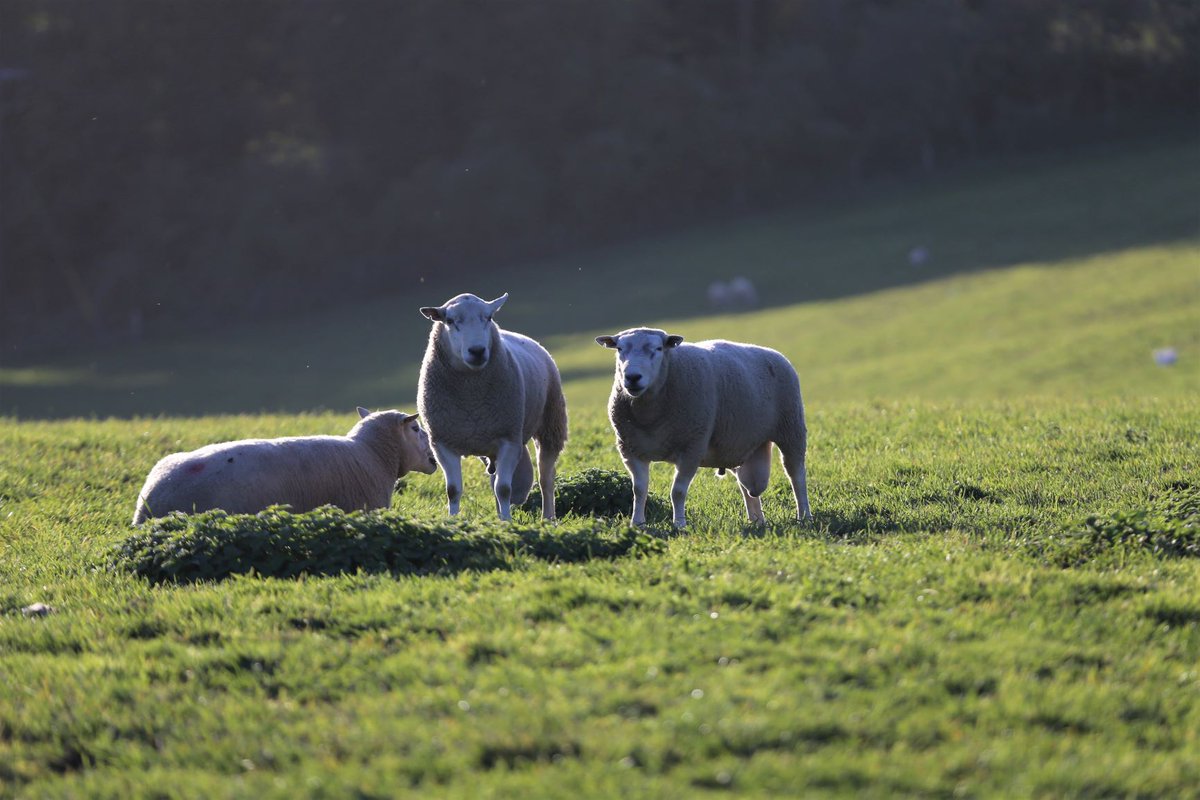 Laverstoke's tweet photo. Our rams certainly know how to pose!! πΈππ
#pose #ramsofinstagram #farmlife #tups #lleyn https://t.co/d0KRIcSi5W