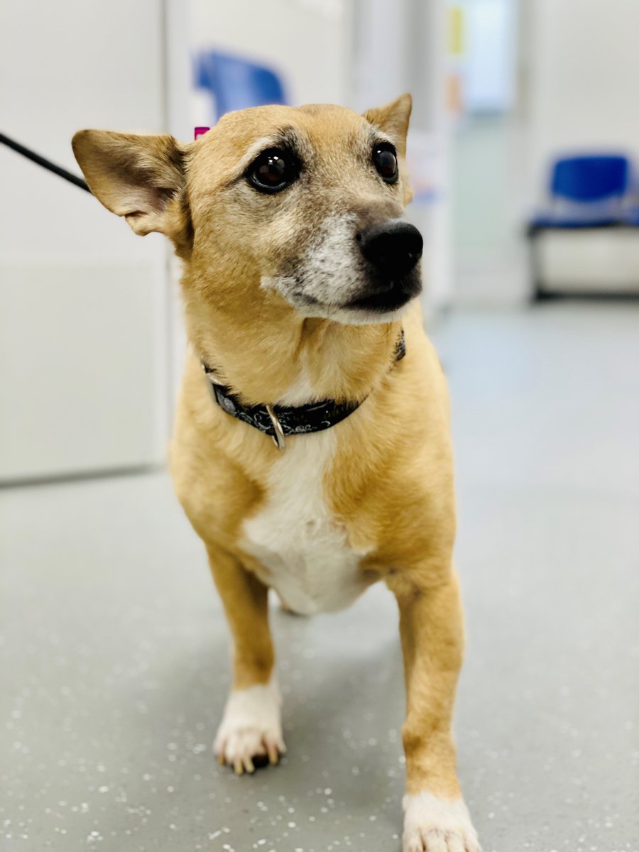 IrishBlueCross's tweet photo. Adorable Buster came in to have his pearly whites checked up, and now he's showing them off everywhere😁 Your pet's dental health is very important. Bad breath, excessive drooling, etc. are signs of poor dental health #TalkToYourVet More Pet Advice👉 https://t.co/i11bpH37rl #dogs https://t.co/N7JUfnJPQC