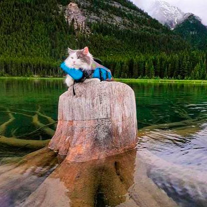 MyCatToldMe's tweet photo. “I always gazed longingly at the outside, so my pawrents decided they’d try taking me for walks.” Gary the Canadian Forest Cat
Thanks @greatgramsofgary

My Cat Told Me: The Magical Journeys of BrambleBerry Rose 

#mycattoldme #greatgramsofgary #alberta #canadianrockies #banff https://t.co/tTuO6yUdTb
