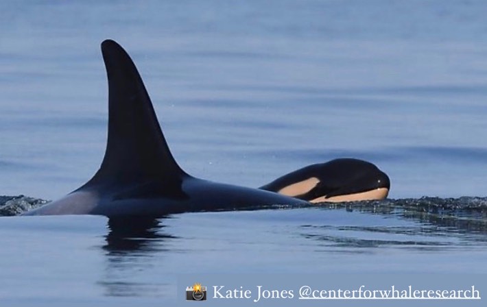 whales_org's tweet photo. Thank You @OregonGovBrown for your steadfast leadership &amp; courage to restore the Columbia-Snake River and help Southern Resident orcas.  More than 1200 of our supporters are with you and have spoken up in support. RT to be an #OrcaHero  ! https://t.co/4n1cQDCMyL