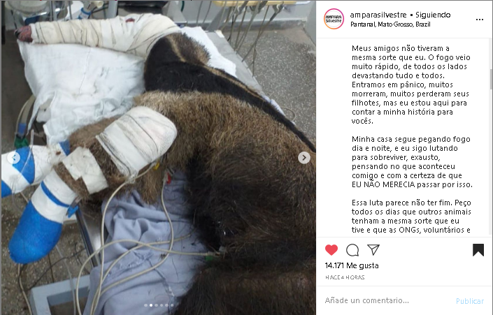 Gerturu's tweet photo. Isso é pra quem não quer entender. Precisamos parar isso!!

Não estamos fazendo méritos para andar na mesma terra que eles.

Instagram de @amparanimal.org.br @amparasilvestre  #amparasilvestre #amparanimal #pantanalemchamas #todospelopantanal #somostodospantanal  #sospantanal https://t.co/xBYSsMDLxY