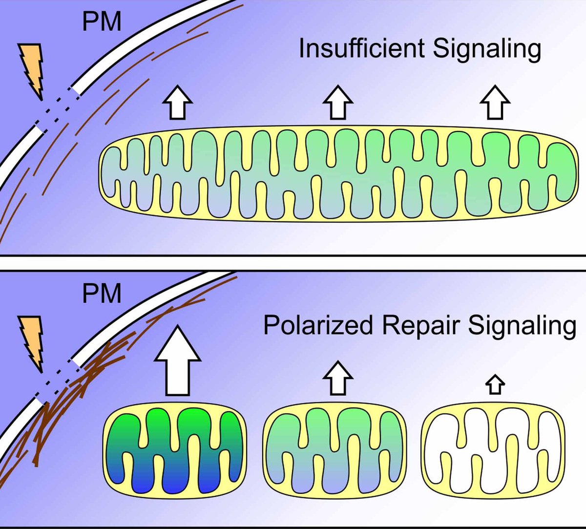 jyoti_k_jaiswal's tweet photo. Mitochondrial shape regulates signaling required for the injured cells to repair. A review by @AdamHorn_GWU, discussing this newly discovered role of mitochondria is now online: https://t.co/mGFhBoLu1z https://t.co/lHhG4IEBT5