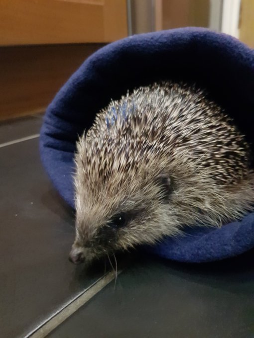 Poppyshedgehogs's tweet image. #Scooter #hedgehog says never mind the  #PresidentialDebate he has a clear message; #hedgehogs need to gain weight ready to hibernate. Please help them by providing fresh water, cat/dog food or kitten biscuits, keep a wild patch for them to forage and nest #WednesdayWisdom